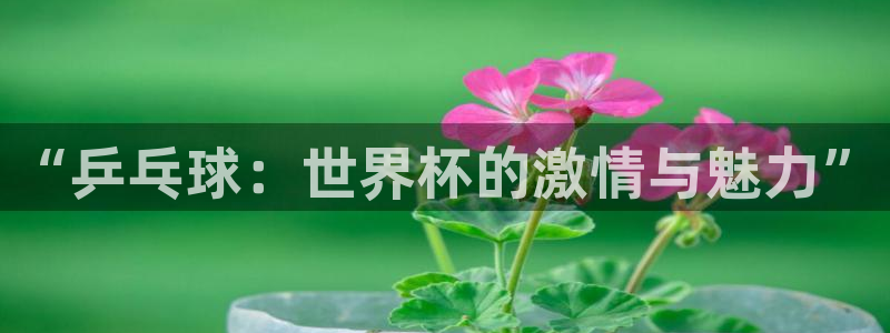 澳门世界杯直播：“乒乓球：世界杯的激情与魅力”